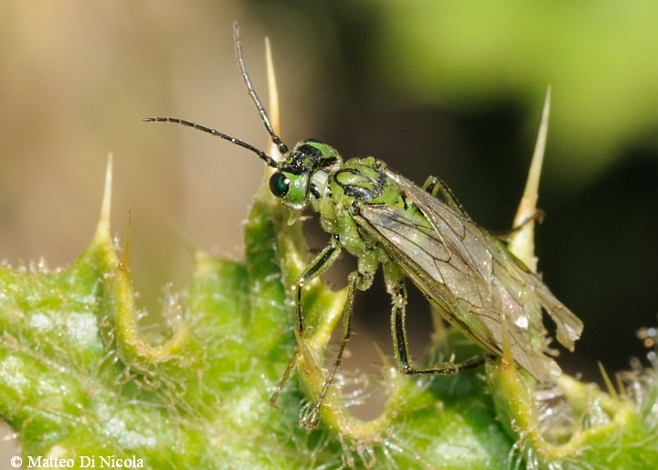 aiuto determinazione - Rhogogaster cfr. punctulata